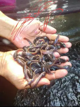 bibit ikan lele Premier Bibit Sidoarjo
