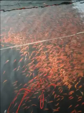 bibit ikan tombro Premier Bibit Sidoarjo