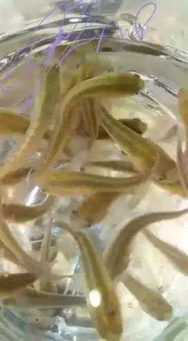 bibit ikan gabus(kotok) Premier Bibit Sidoarjo
