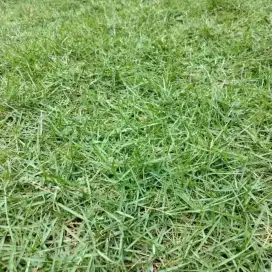 Rumput jepang//Rumput peking