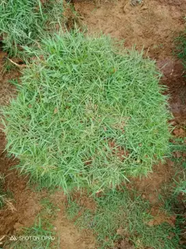Rumput Swis //rumput taman