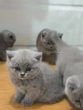 British shorthair
