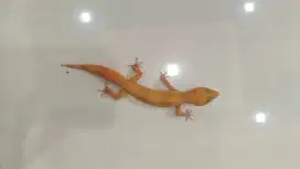 Gecko sunglow tomato