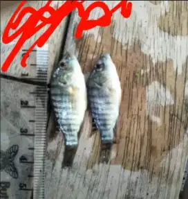 bibit ikan nila Premier Bibit Sidoarjo