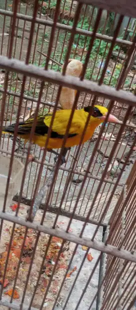 kepodang mas pur total