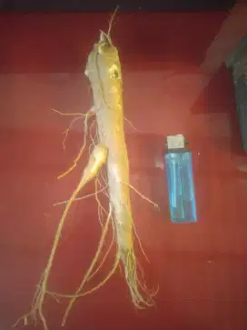 Ginseng panjang 20 cm