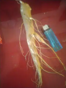 Ginseng panjang 20 cm