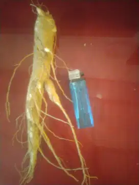 Ginseng panjang 20 cm