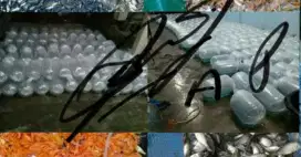 jual berbagai macam bibit ikan air tawar Sidoarjo