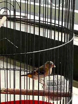 Mole klasik red siskin