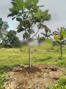 Tanah 8750 m2 Kawasan Industri SHM Bekasi, Bekasi