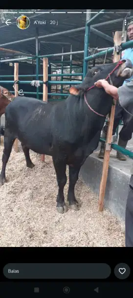 Sapi kurban simentis/limosin