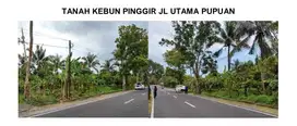 Tanah Murah Strategis Di Jl. Antosari Pupuan, Selemadeg, Tabanan BALI