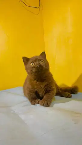 Lepas Adop Bsh munchkin choco solid Betina