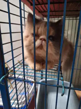 Jual kucing persia peaknose betina  umur 4 bulan
