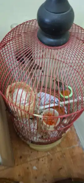 BURUNG BLACKTHROUT