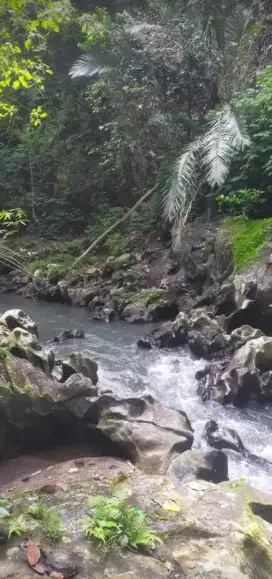 Tanah Datar Terasering cocok untuk villa