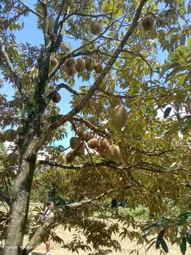 Jual kebun durian Produktif dengan view cantik