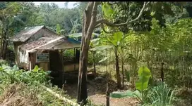 Tanah kebun pinggir sungay