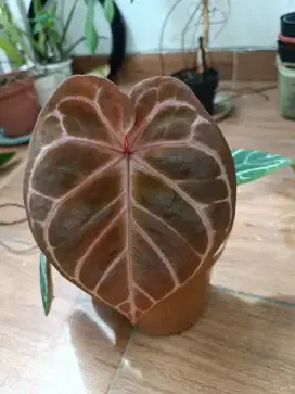 Anthurium mystique a88 red chrystallinum x dorayaki