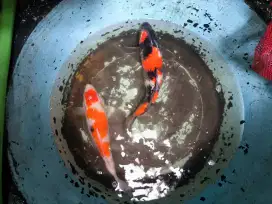 koi blitar 2 ekor