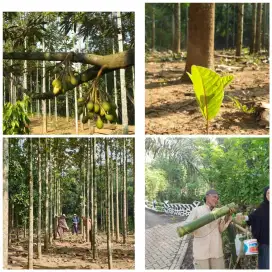 DIJUAL TANAH KEBUN HUMAIRAA