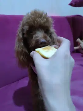 Poodle betina STB Vaksin