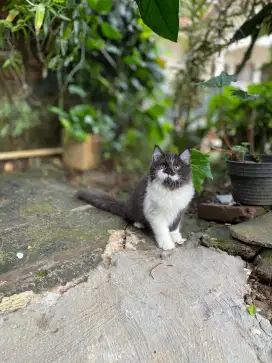 Persia kitten sehat