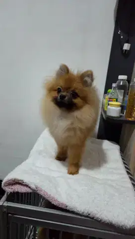Mini pom jantan