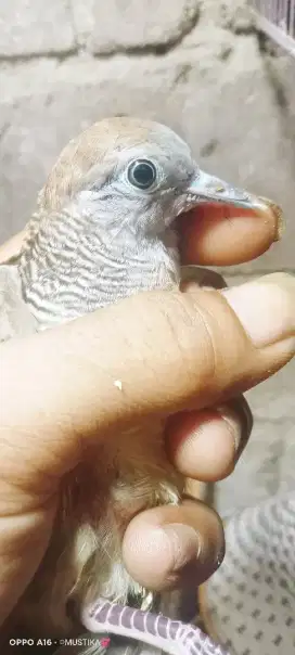 Perkutut patok bangkrong  paruh bebek alam