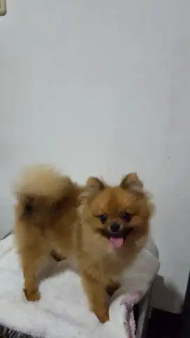 Mini pom jantan