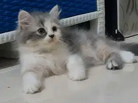 Open Adopsi Kitten Persia Calico Flat Nose