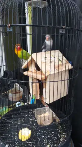2 Lovebird plus 1 kandang