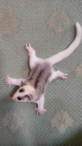 Sugar Glider Mozaic Het Leu Jantan oop 14 april