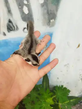 sugar glider white face jantan