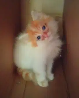 Kitten mix flat longhair manja puo dipasir makan dryfood cod negoin