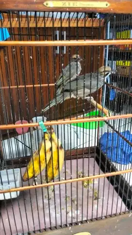 Cucak Rowo sepasang produk 2 x