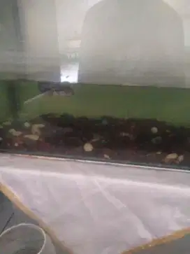 Jual ikan chana
