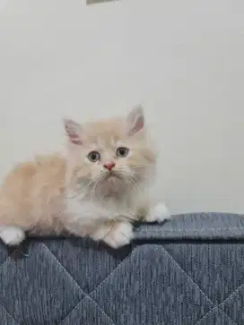 Open Adopsi Kitten Persia Cream