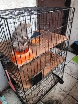 Kucing dan kandang