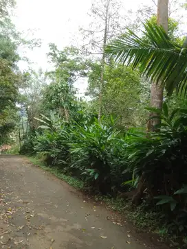 Dijual tanah kebun produktif