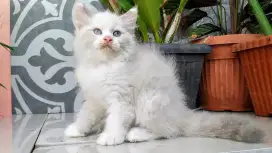 Kucing persia kitte