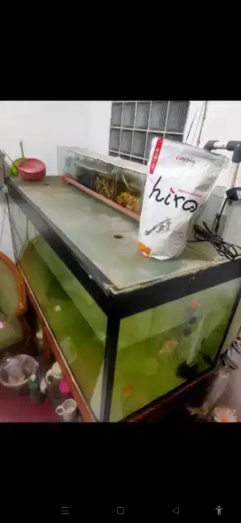 aquarium arwana