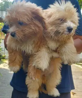Dijual puppies Shirzu mix Poodle