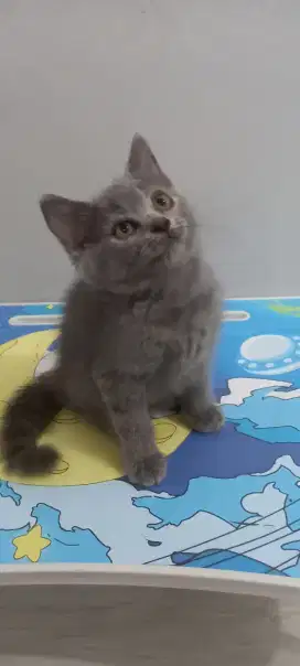 Open Adopt kitten British short hair (bsh)