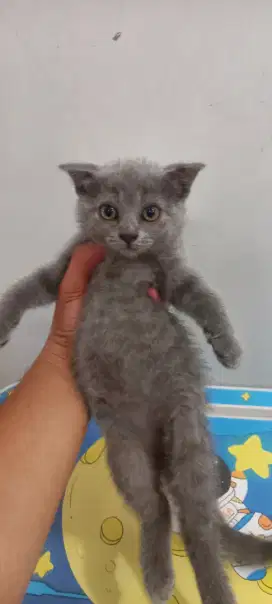 Open Adopt kitten British short hair (bsh)