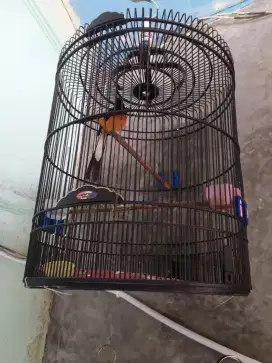 Burung murai batu prestasian ring BF fs Rafi jaya 2 juta