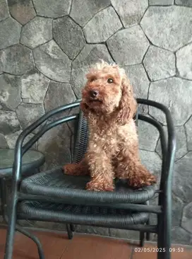 Poodle Stambum free kandang , sudah debark