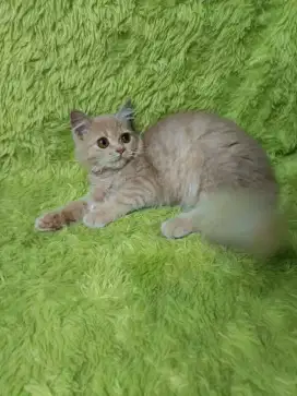 Kucing persia peaknose scottish himalaya bsh munchkin scottish ragdol