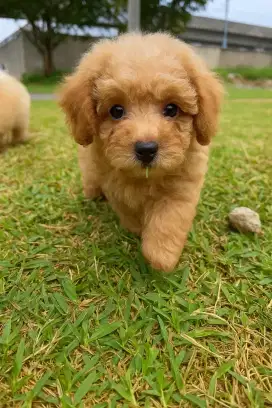 Jual puppies poddle